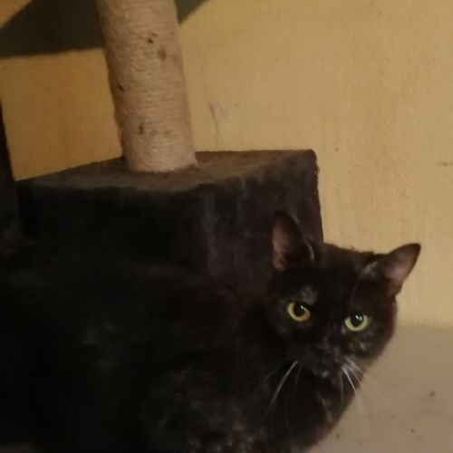 Chatte adulte british shorthair #1