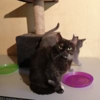 Chatte adulte british shorthair