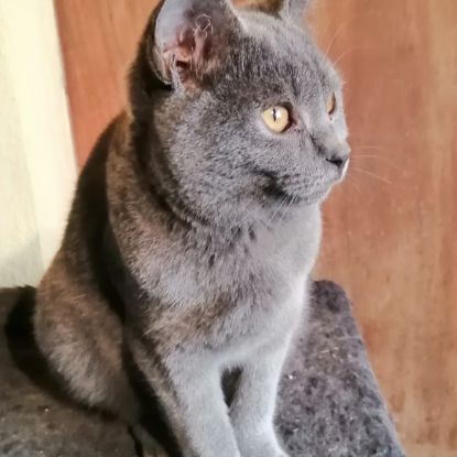 Beau chaton chartreux loof #2