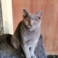 Beau chaton chartreux loof