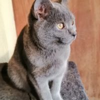 Beau chaton chartreux loof #2