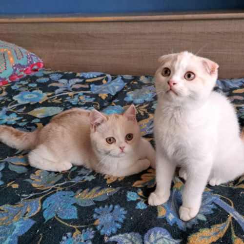 2 chatons scottish fold et scottish straight #1