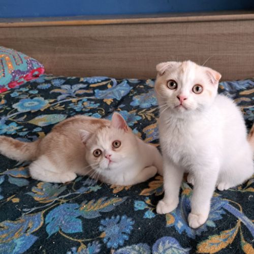 2 chatons scottish fold et scottish straight #2