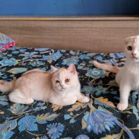 2 chatons scottish fold et scottish straight