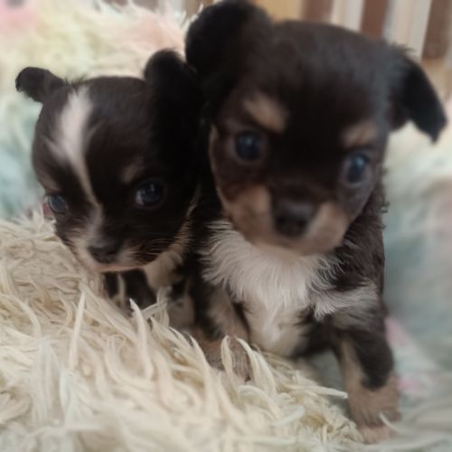 Sublimes petits chihuahuas poils longs lof #1