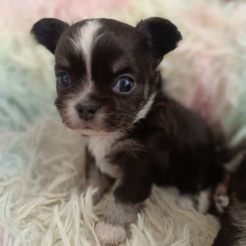 Sublimes petits chihuahuas poils longs lof #2