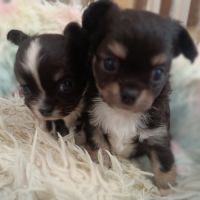 Sublimes petits chihuahuas poils longs lof #1