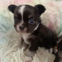 Sublimes petits chihuahuas poils longs lof #2