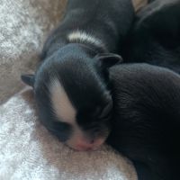 Sublimes petits chihuahuas poils longs lof #1