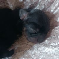 Sublimes petits chihuahuas poils longs lof #2