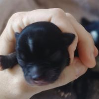 Sublimes petits chihuahuas poils longs lof #3