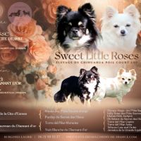 Sublimes petits chihuahuas poils longs lof #0