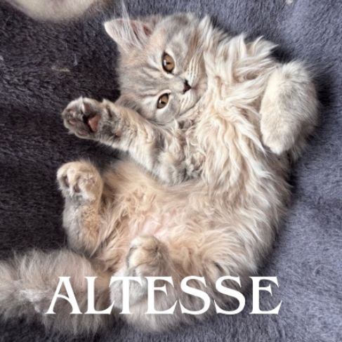 Chaton de race selkirk loof #1