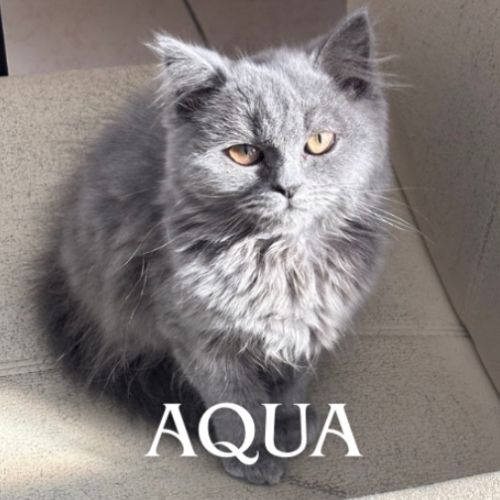 Chaton de race selkirk loof