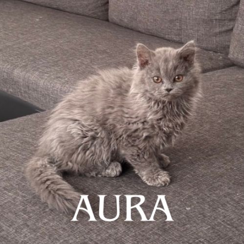 Chaton de race selkirk loof #3