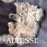 Chaton de race selkirk loof #1