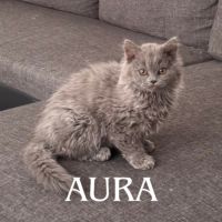 Chaton de race selkirk loof #3