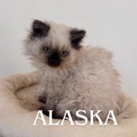 Chaton de race selkirk loof #4