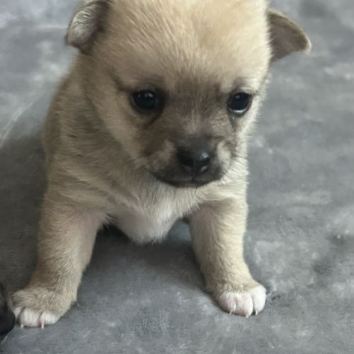 Chiots chihuahua femelles #0