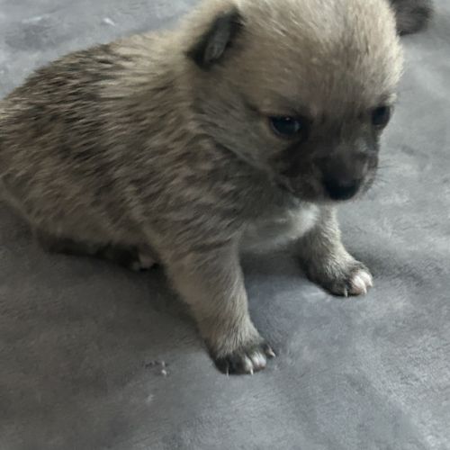 Chiots chihuahua femelles #5