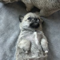 Chiots chihuahua femelles #1