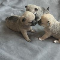 Chiots chihuahua femelles #2