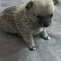 Chiots chihuahua femelles #5