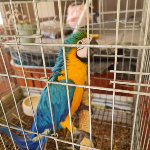 A céder ara aurauna