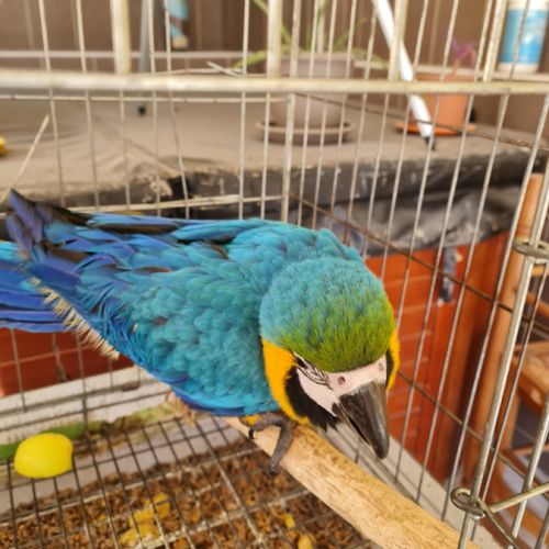 A céder ara aurauna #2