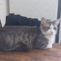 Chat boulette à l adoption