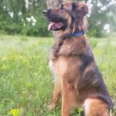 Chien shadow à l adoption #2