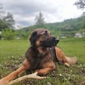 Chien shadow à l adoption #3