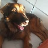 Chien shadow à l adoption #4