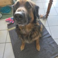 Chien shadow à l adoption #0