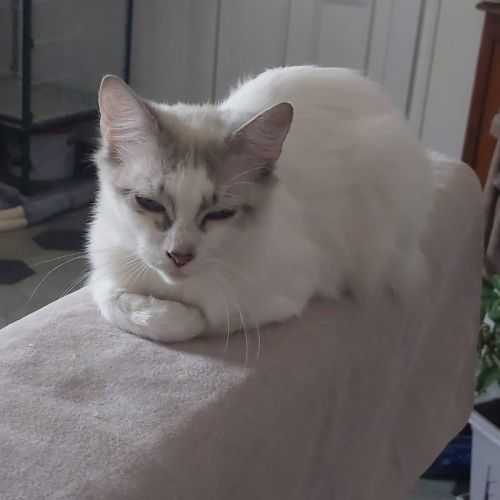 Chat sisi à l adoption