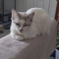 Chat sisi à l adoption