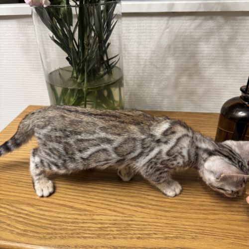 Chaton femelle loof du bengale à vendre #1