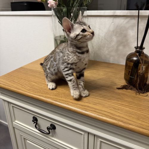 Chaton femelle loof du bengale à vendre #0