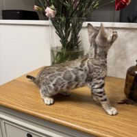 Chaton femelle loof du bengale à vendre #3