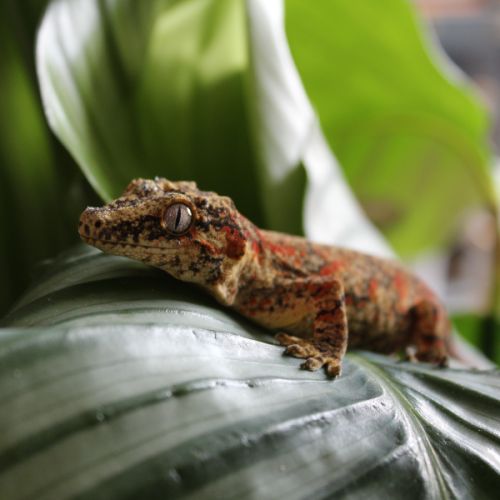 Femelle gecko gargouille #0