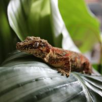 Femelle gecko gargouille