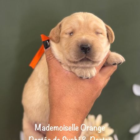 Mâles & femelle labrador sable à réserver #0