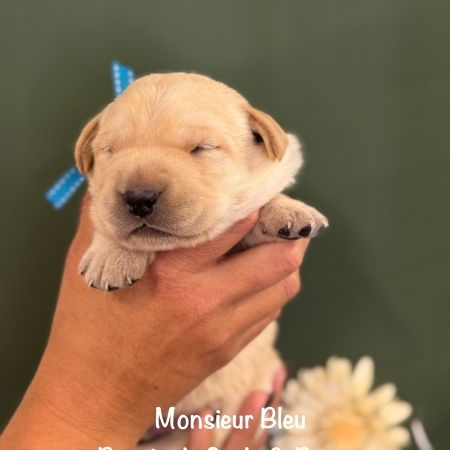 Mâles & femelle labrador sable à réserver #2