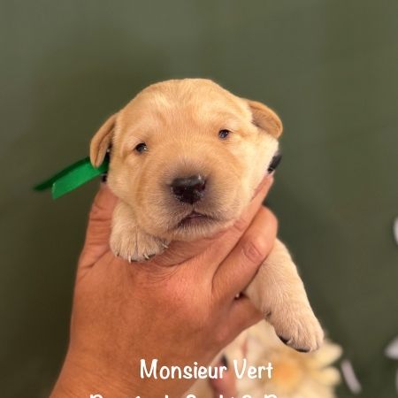 Mâles & femelle labrador sable à réserver #3