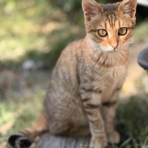 Brady à l'adoption #3