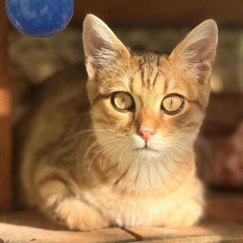 Brady à l'adoption #4