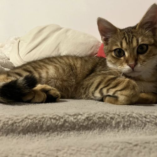 Brady à l'adoption #6