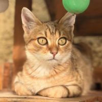 Brady à l'adoption #0