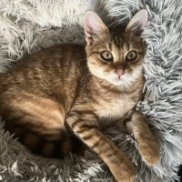 Brady à l'adoption #2