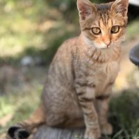 Brady à l'adoption #3